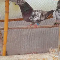 کبوتر باخت رفته