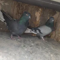 کبوتر اصفهانی|پرنده|اصفهان, ارغوانیه|دیوار