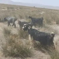 ده راس بز هم داشتی هم کشتی