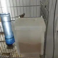 جای دونی پرنده|لوازم جانبی حیوانات|ری, صفاییه (چشمه علی)|دیوار