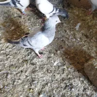 کفتر یا کبوتر شامی|پرنده|شیراز, دست خضر|دیوار