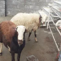 میش و بره / بره قوچ|حیوانات مزرعه|صحنه, |دیوار