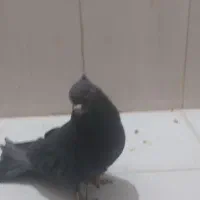 کفتر نر زاغ ازنسل سرور سوقدیم|پرنده|پرند, فاز ۶|دیوار