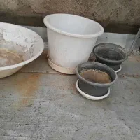 حراجی گلدان|گل و گیاه طبیعی|قم, وادی السلام|دیوار