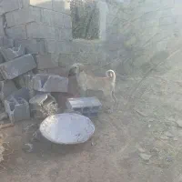 توله سگ سرابی|سگ|باسمنج, |دیوار