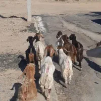 نه راس بزغاله ماده دانه 3/900 ،|حیوانات مزرعه|بردسکن, |دیوار