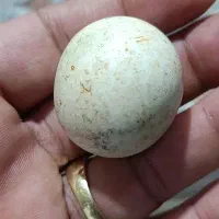 سنگ آسیاب اصلی