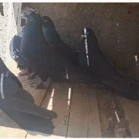 کبوتر پر روزگاری