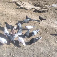 17 تاپرنده پرشی همه زد خوردی