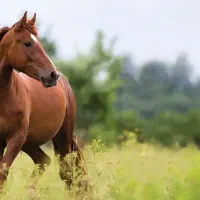 آموزش سوارکاری