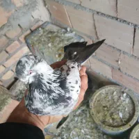 ۷تا کبوتر هوای بفروش میرسد