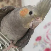 جوجه عروس هلندی خوشگل و ناز