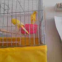 ی جفت قناری یسر جیبر جوان رو تخم