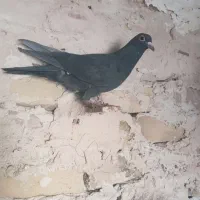 سلام به همه عشقبازان حیوانا بشرط زدخوردی|پرنده|رشتخوار, |دیوار