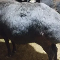 یجفت میش|حیوانات مزرعه|چادگان, |دیوار