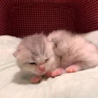 رزرو رزو گربه بریتیش سیلور گری|گربه|نوشهر, |دیوار