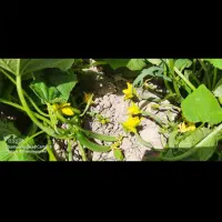 نیاز به یک کارگر افغانی یا ایرانی