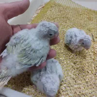 جوجه مونچیک سرلاک با کیفیت 3عدد