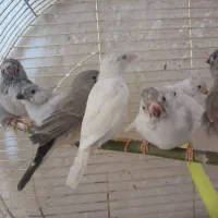 10 جفت فنچ جوانه