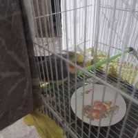 نر وماده عروس هلندی