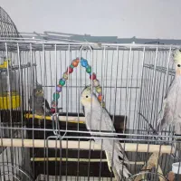 یه جفت عروس هلندی با چهار جوجه ۵ شش ماهه