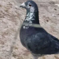 10عدد کبوتر نر پرشی|پرنده|اسفراین, |دیوار