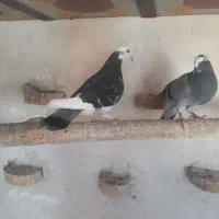 گجله ماده شکار