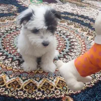 سگ شیتزو سه ماهه|سگ|سهند, |دیوار