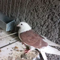 کفتر|پرنده|اصفهان, عمان سامانی|دیوار