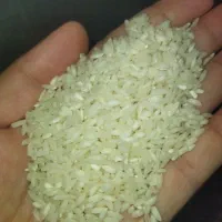 برنج چمپای میداوود