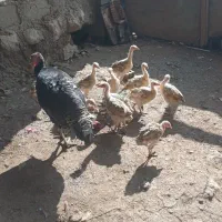 بوقلمون وجوجه