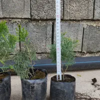 فروش نشا کامیس سبز و سرطلا با کیفیت عالی|گل و گیاه طبیعی|نکا, |دیوار