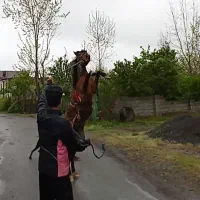 اسب خزر بازی گوش|حیوانات مزرعه|کومله, |دیوار