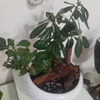 گل بنسای میخک|گل و گیاه طبیعی|مشهد, سپاد|دیوار