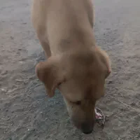 سگ پا کوتاه|سگ|مشهد, شهرک مهر آباد|دیوار