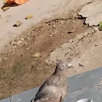 کبوتر سبز و پلاکی|پرنده|شباب, |دیوار