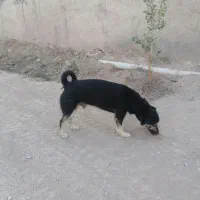 سگ توافقی|سگ|شاهدشهر, |دیوار