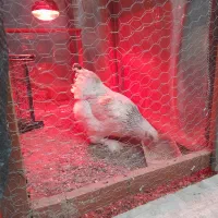 مرغ برهما اصل