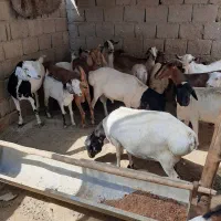 تعدادی بزکهره بره قوچ نری قیمت مناسب|حیوانات مزرعه|قشم, |دیوار