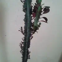 گل افرو بیا