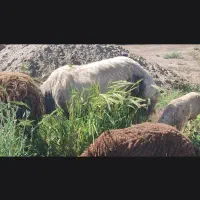 شیشک لنگ سه قلو
