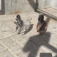 نیمچه جاپنیز زینتی منیاتوری|حیوانات مزرعه|مشهد, ویلاشهر|دیوار