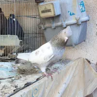 ماده سینه سوسنی