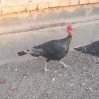 بوقلمون‌‌‌‌.کفتر‌.مرغ‌‌‌‌.جوجه‌بوقلمون‌|حیوانات مزرعه|قم, شهر قائم|دیوار