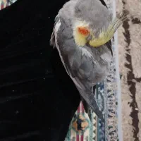 عروس هلندی نرسالم وبازیگوش.چندکلمه حرف میزنه