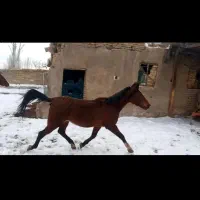 مادیان ۵دانگ