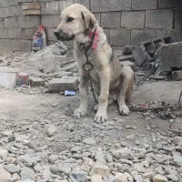 سگ پژدر با اصالت
