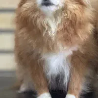 پامر عروسکی