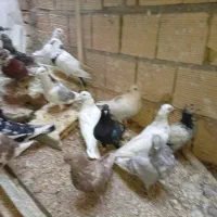 زاجر . حمال . سوسک . کشتنی|پرنده|یزد, |دیوار