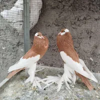 بادکنکی ماهرو|پرنده|اصفهان, ارغوانیه|دیوار